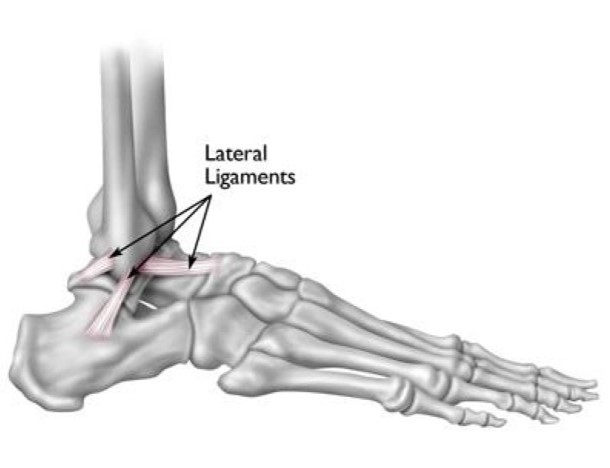 Ankle ligament diagram